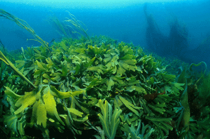 ob-2c17a0-algue-fucus-vesiculosus