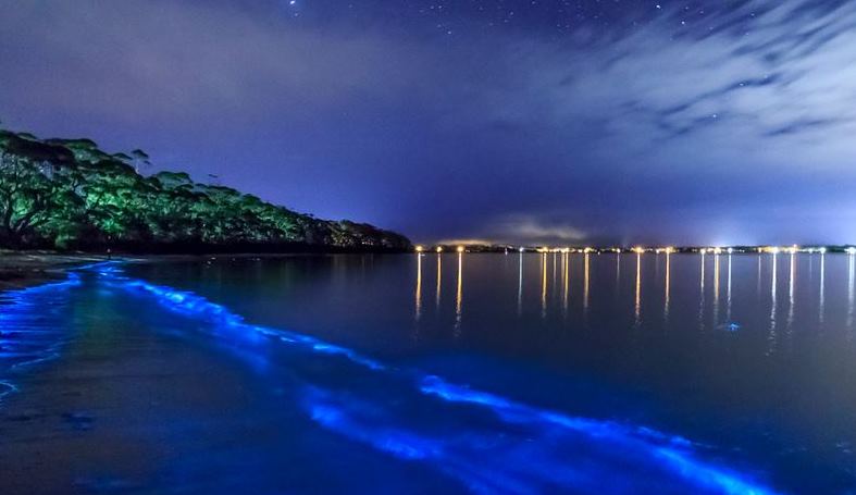 bioluminescence_